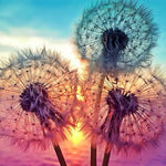 Load image into Gallery viewer, Dandelions In A Sunset | Jigsaw Puzzle Australia
