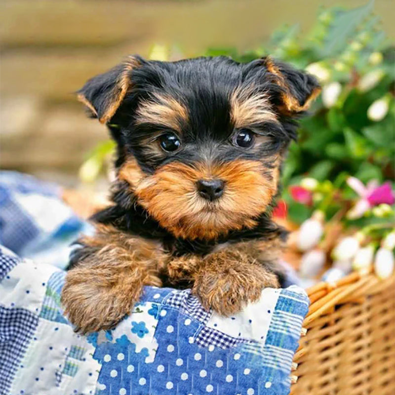 Dog In A Basket | Jigsaw Puzzle Australia