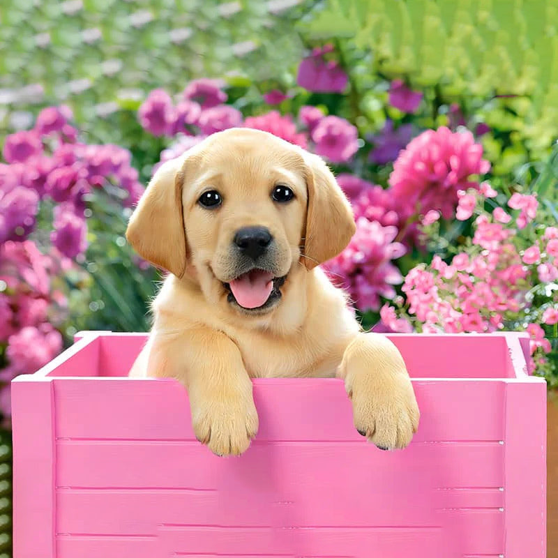 Dog In A Pink Box | Jigsaw Puzzle Australia