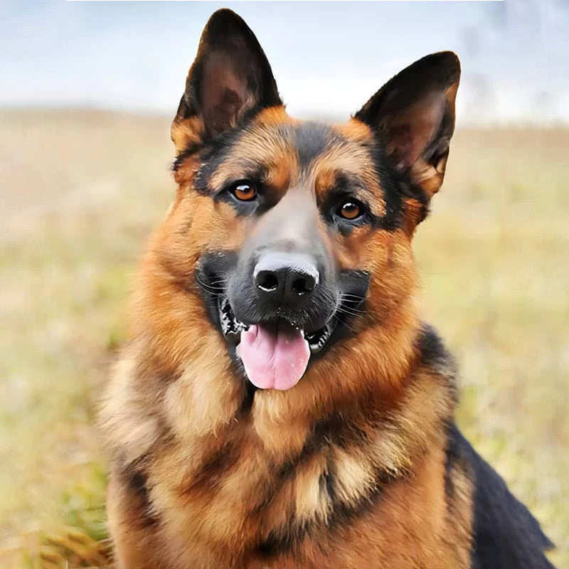 German Sheppard | Jigsaw Puzzle Australia