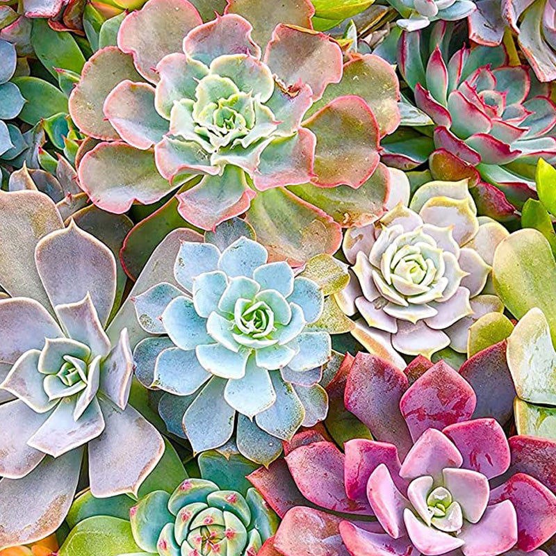 Hen & Chicks Flowers | Jigsaw Puzzle Australia