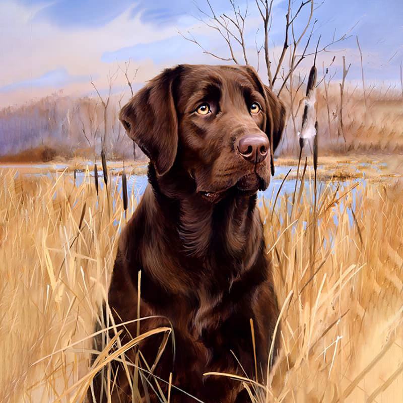 Labrador In A Field | Jigsaw Puzzle Australia