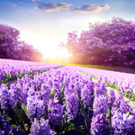 Load image into Gallery viewer, Purple Trees In Lavender Fields | Jigsaw Puzzle Australia

