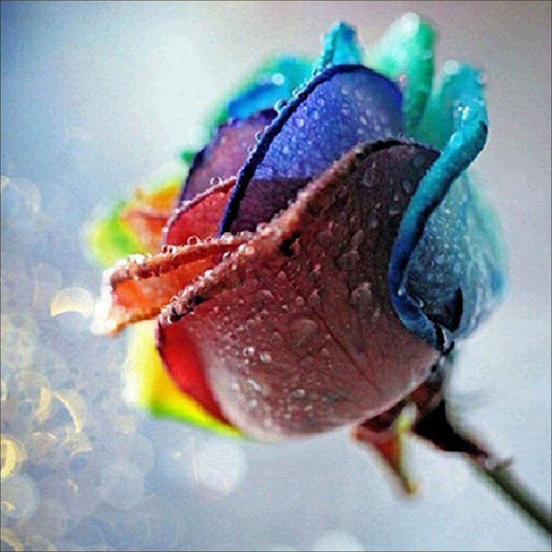 Rainbow Dewy Rose | Jigsaw Puzzle Australia