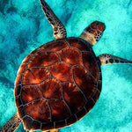 Load image into Gallery viewer, Swimming Sea Turtle | Jigsaw Puzzle Australia
