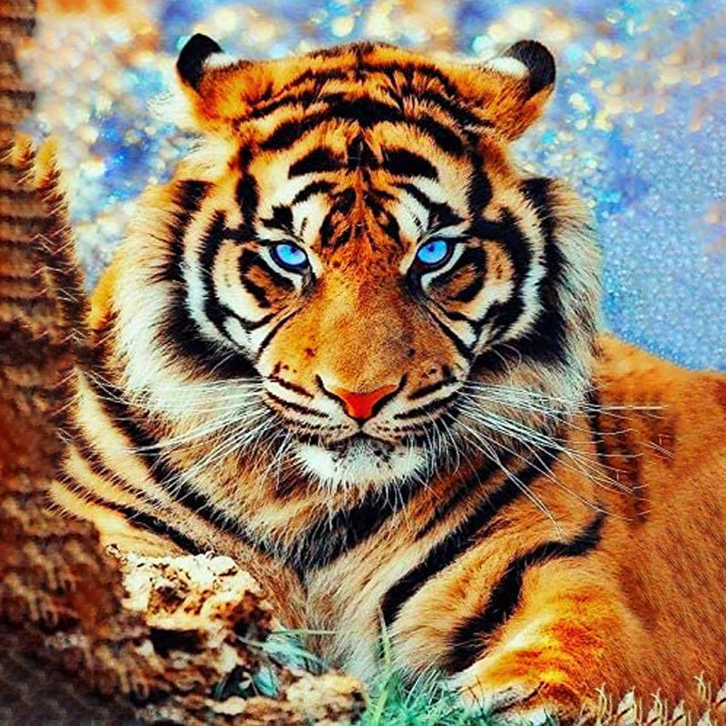 Tiger With Blue Eyes | Jigsaw Puzzle Australia