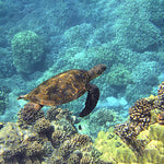 Load image into Gallery viewer, Turtle In Blue Waters | Jigsaw Puzzle Australia
