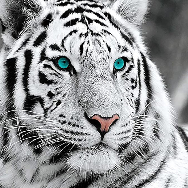 White Tiger | Jigsaw Puzzle Australia