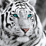 Load image into Gallery viewer, White Tiger | Jigsaw Puzzle Australia
